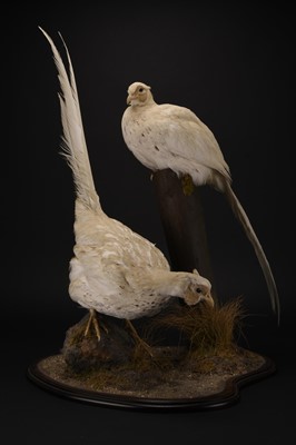 Lot 210 - Taxidermy: A pair of white pheasant (Crossoptilon crossoptilon)